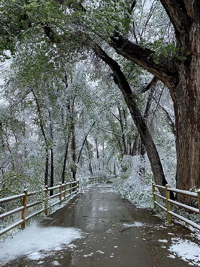 Tree Limbs, Tree Festival, DeLong Park, and the Colorado Central