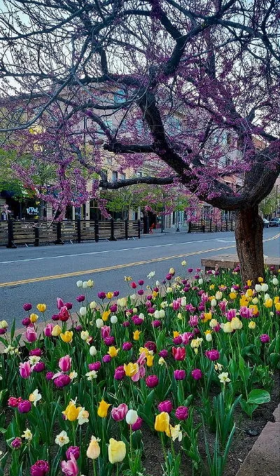 Tulips, Commencement, and Goosetown
