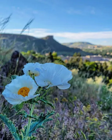 Music, COVID, and an Explosive Industry