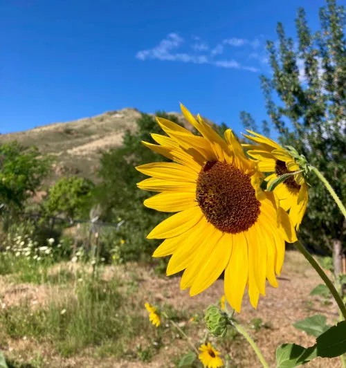Sunflowers & Weedbusters, Ghosts & Spirits, Flood Mitigation and a Flood on 12th Street