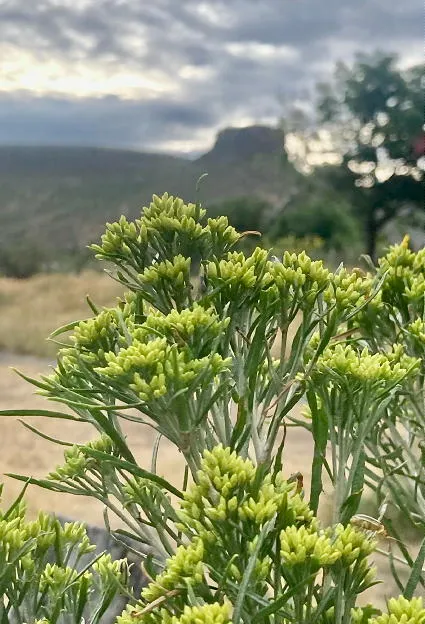 Farmers Market, Walking Tours, Hair, and Attempted Desecration