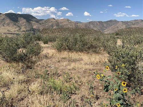 Steam Trains, Appliques, Triceratops, Homestead Open House, Hair, and Wet Days