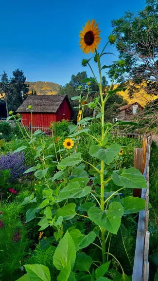 Weedbusters, Public Art, Open House, Music, and a Temporary Drive-Through