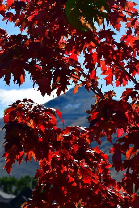 Monthly Appeal, Sustainability, and Post-Prohibition Jitters