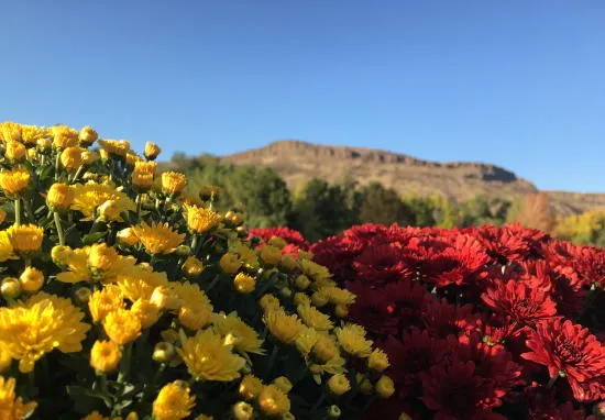 Proposed Changes to Ulysses Park and Two Versions of an Accident