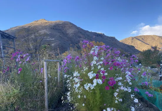 Learn Why Golden Needs 3,100 New Homes