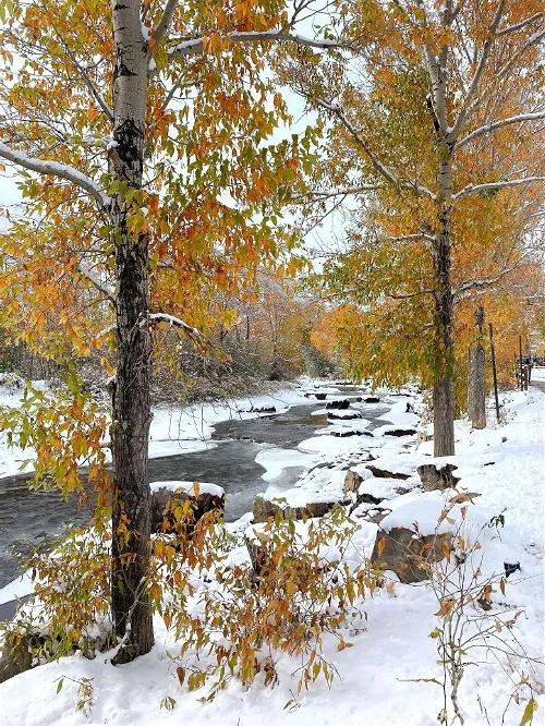 First Snow, Art, and Ashes