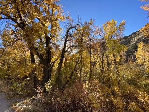 Ballot Issues, New and Enlarged Houses, and a Train Wreck