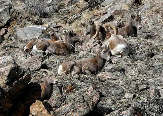 Counting Sheep, Council Retreat, Mystery Minerals, and a Bank Failure