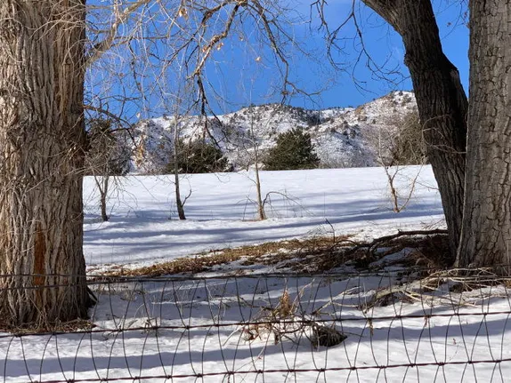 Dinosaurs, Rodeo, Comedy, and a Very Good Dog