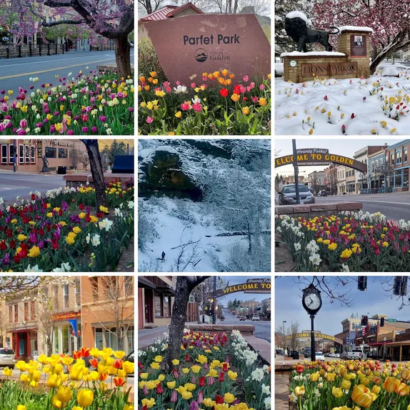 grid of 9 photos--8 showing tulips in various city beds downtown and 1 showing snow in Tucker gulch