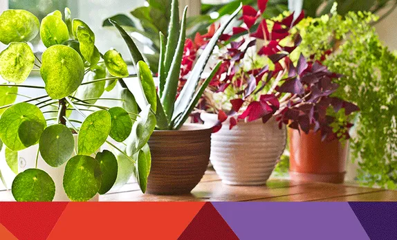 1-5PM Adopt a Houseplant at the Library