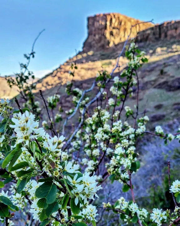 white and purple wildflowers in the foreground and Castle Rock in the background