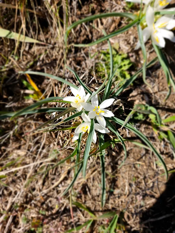 clump of small, white, six-petaled flowers, yellow pistils, long green leaves