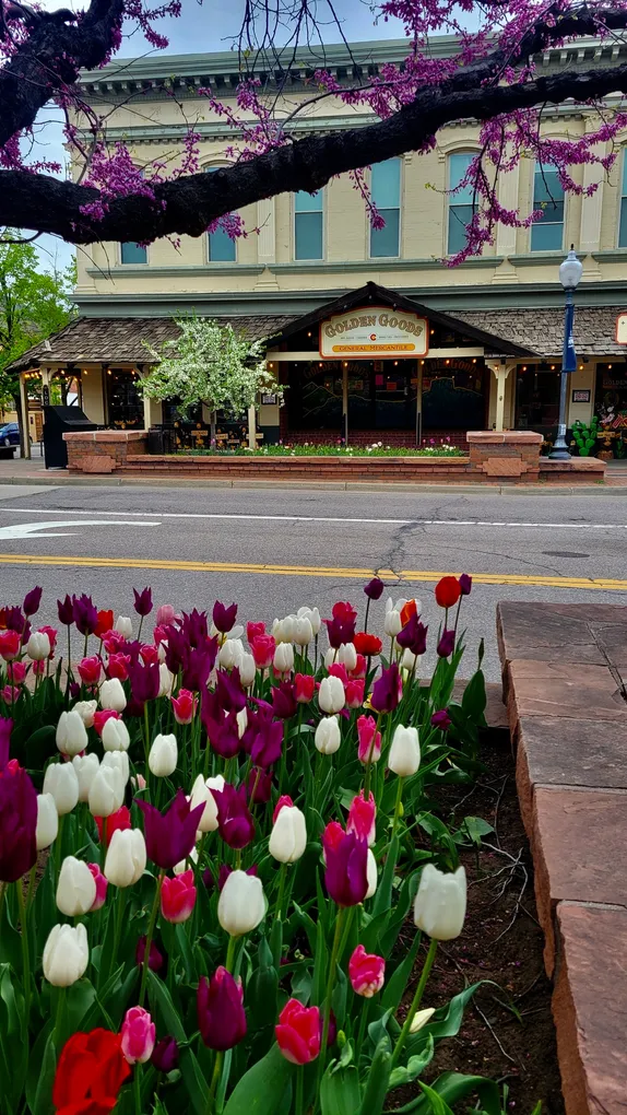 pink, purple, and white tulips in a raised bed, branches with pink blossoms, tulips and a Victorian storefront across street