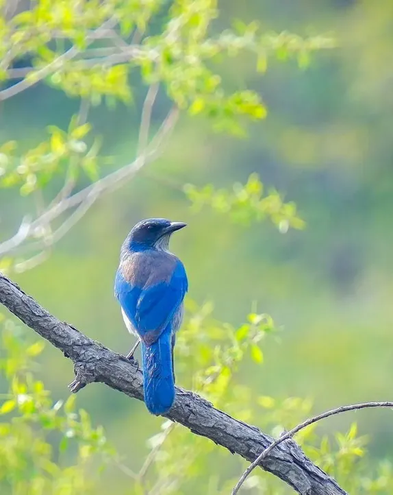 Saturday, May 18th: Bird Watching Walk in Kinney Run