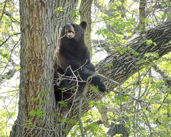 bear with mouth open, showing sharp white teeth