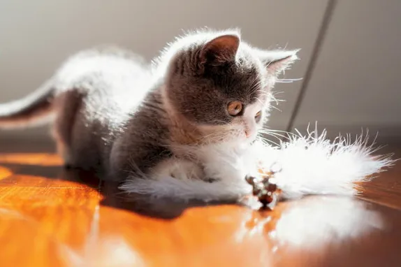 12:30-2PM Make Cat Toys with the Girls Scouts @ the Golden Library