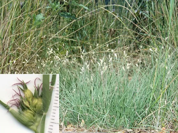What’s Blooming Along Golden’s Trails? Buffalo Grass!