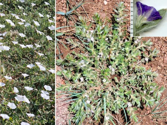 What’s Blooming Along Golden’s Trails (and Sidewalks)? Morning Glories!