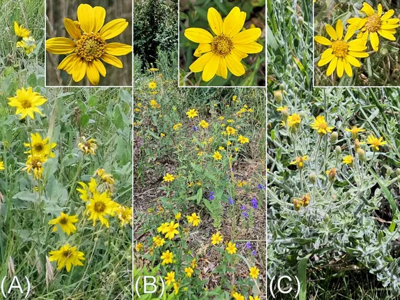 What’s in Bloom Along Golden’s Trails?  Sunflowers!