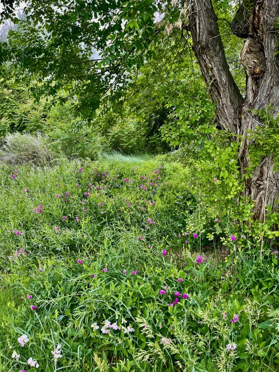 What's Happening in Golden - Wednesday, Jul. 17th, 2024