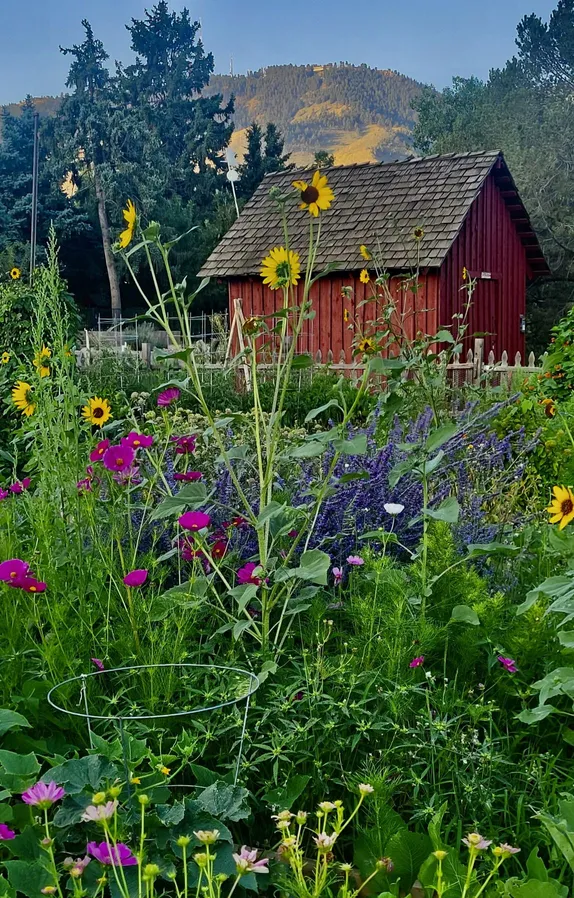 What's Happening in Golden - Sunday, Aug. 11th, 2024