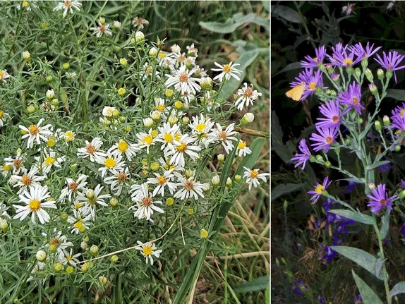 What’s Blooming Along Golden’s Trails?  Smooth White and Blue Asters!