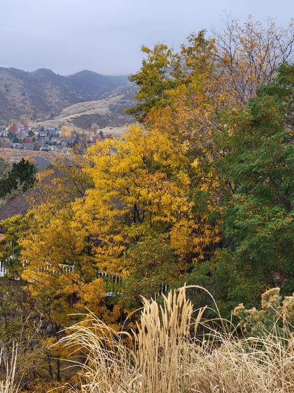 What's Happening in Golden - Thursday, Nov. 14th, 2024