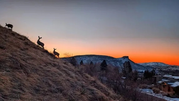 What's Happening in Golden - Thursday, Jan. 30th, 2025