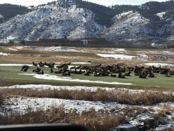 What's Happening in Golden - Saturday, Feb. 1st, 2025