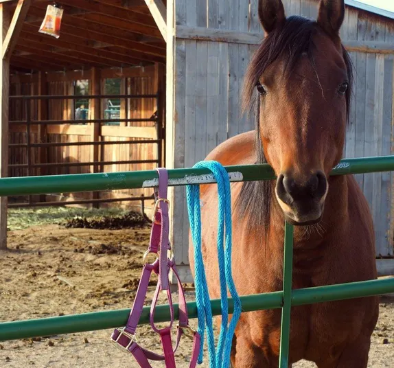 The Vicissitudes of Horse Rescue