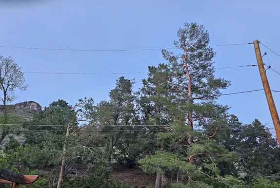 Coming Soon to Trees Near You