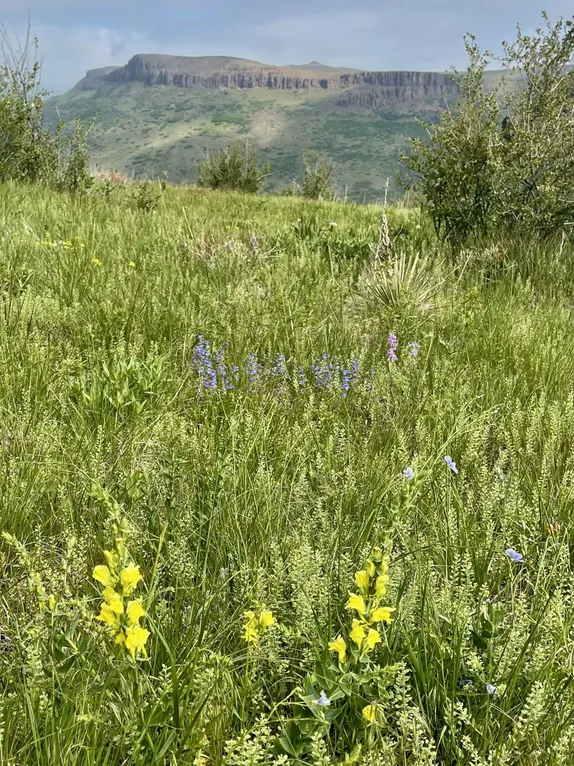 What's Happening in Golden - Wednesday, May. 28th, 2025