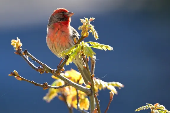 8AM Bird Watching Walk in Kinney Run @ Kinney Run Trail
