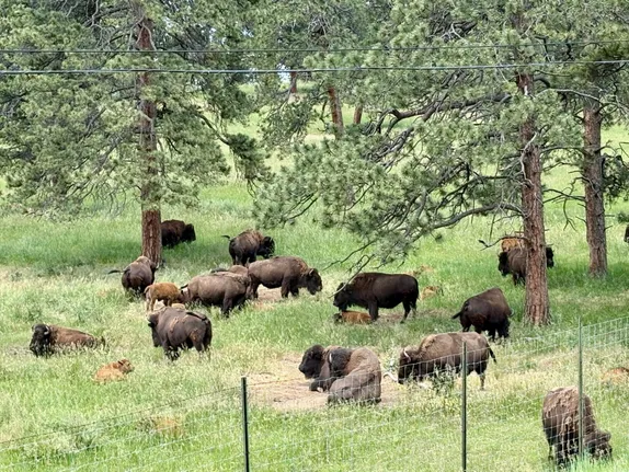 What's Happening in Golden - Sunday, Jun. 29th, 2025