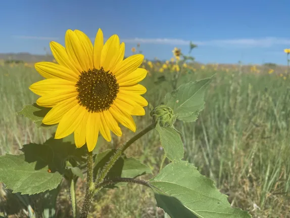 What's Happening in Golden - Monday, Jun. 30th, 2025