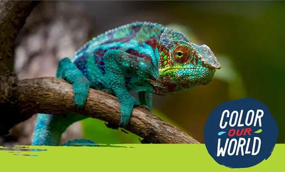 2-3PM Nature's Educators: Camouflage @ Golden Library