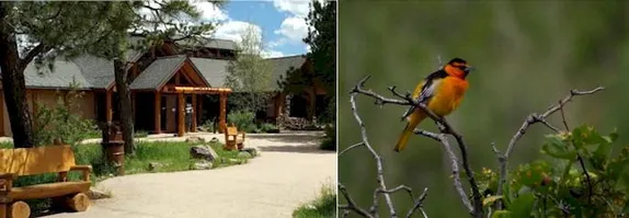 8-10AM The Mindful Birder @ Lookout Mountain Nature Center