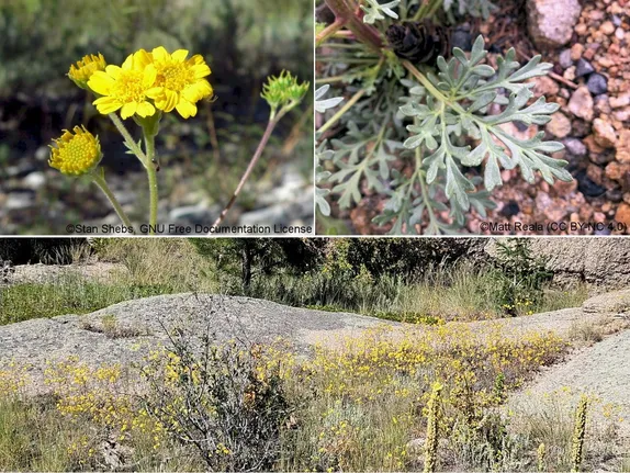 What’s Blooming in Golden … the Jefferson County Foothills?  Cutleaf!