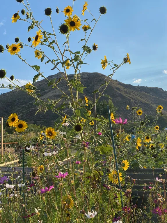 What's Happening in Golden - Saturday, Aug. 23rd, 2025