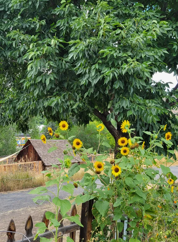 What's Happening in Golden - Monday, Aug. 25th, 2025