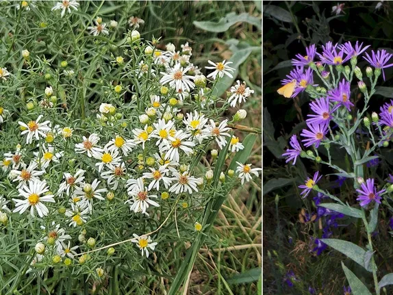 What’s Blooming Along Golden’s Trails? Smooth White and Blue Asters!