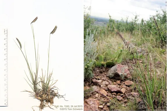 What’s Blooming Along Golden’s Trails? Grama Grasses!