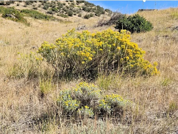 What’s Blooming Along Golden’s Trails?  Goldy-locks!