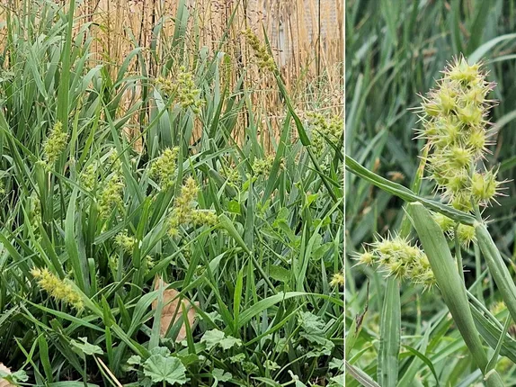 What’s in Bloom Along Golden’s Trails?  Longspine Sandbur!