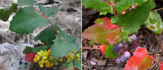 What Native Plants Still Have Leaves in Winter? Creeping Barberry.