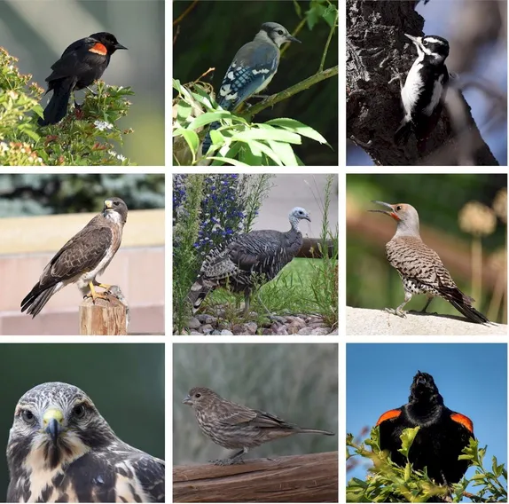 Tomorrow Morning: The Mindful Birder @ Clear Creek Canyon Park