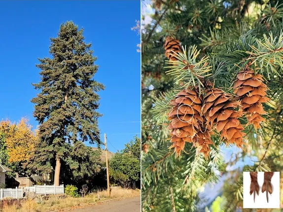 Correction on the tree named for two people: Douglas-fir – Pseudotsuga menziesii (Mirb.) Franco.