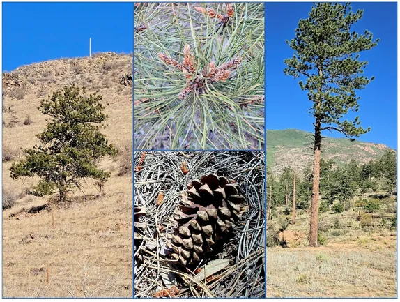 A Tree at Risk — Ponderosa  Pine or (maybe) Rocky Mountain Yellow Pine